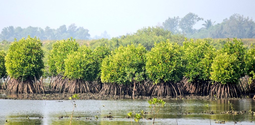 Odisha plans mangrove plantation in 930 hectare this year | Biz Odisha ...